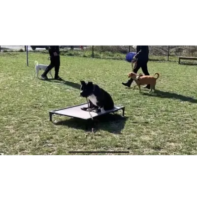 DOG BED LARGE 100x70x15.2cm