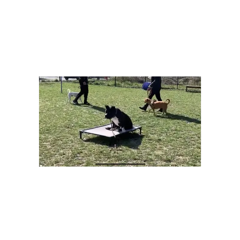 DOG BED LARGE 100x70x15.2cm