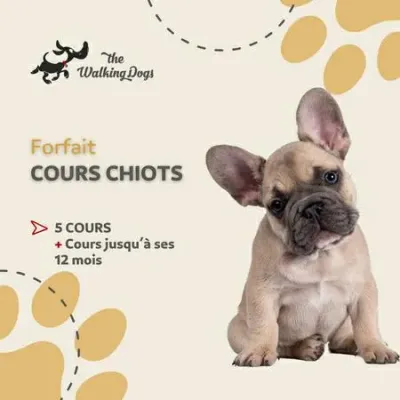 Forfait d'Éducation Canine pour Chiots avec 5 Cours, accès 1 an à 420€
