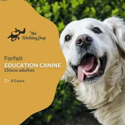 Forfait d'Éducation Canine pour Chiens Adultes avec 6 Cours  à 420€