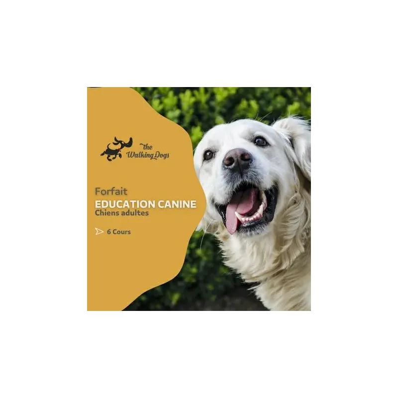 Forfait d'Éducation Canine pour Chiens Adultes avec 6 Cours  à 420€