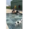 Réserver votre séance de piscine pour chien au The Walking Dogs Center