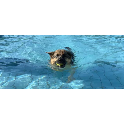 Réserver votre séance de piscine pour chien au The Walking Dogs Center