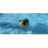 Réserver votre séance de piscine pour chien au The Walking Dogs Center
