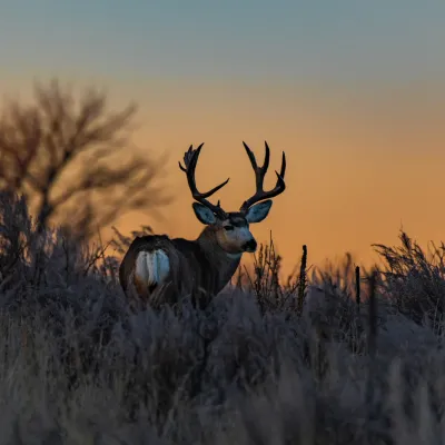 Estate Living – Croquettes Ultra-Premium British Heritage au gibier