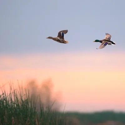 Older – Recette Ultra-Premium British Heritage chiens seniors