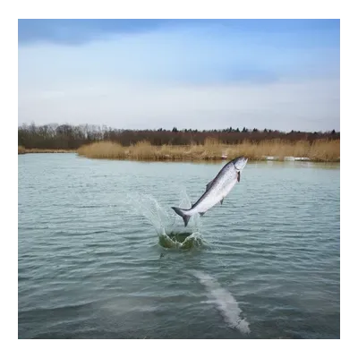 Beginning – Recette Ultra-Premium British Heritage chiot