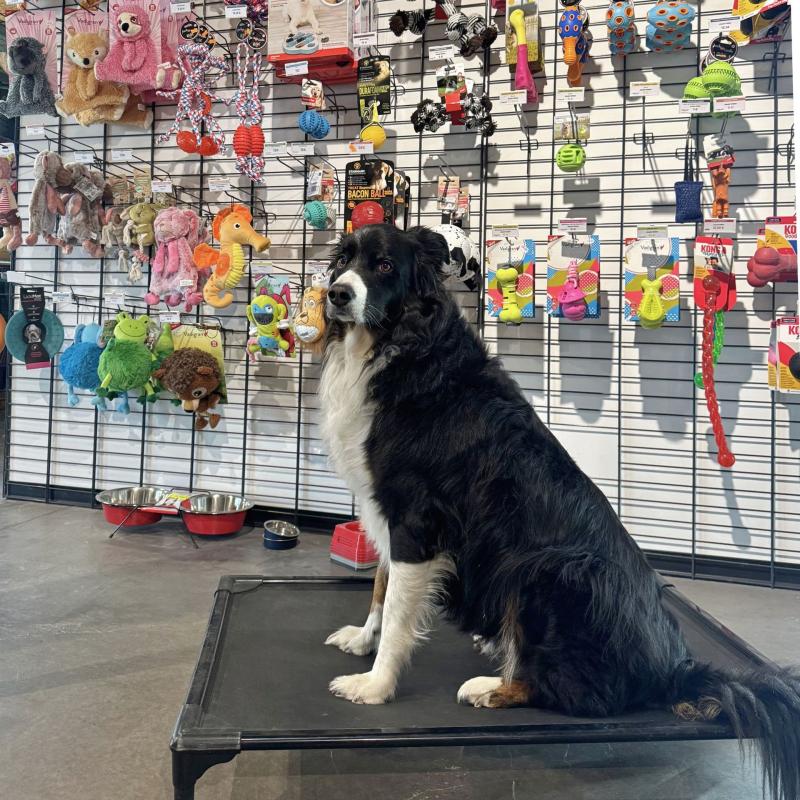 DOG BED LARGE 99 Cm X 69 Cm - Couchage pour chien