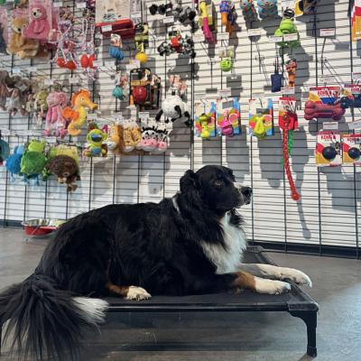 DOG BED LARGE 100x70x15.2cm