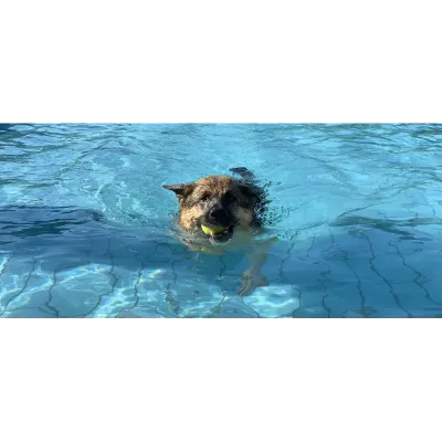 Séance piscine privée pour chien
