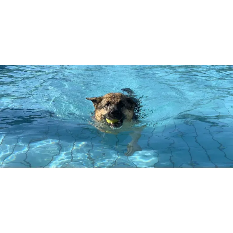 Séance piscine privée pour chien