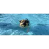 Séance piscine privée pour chien