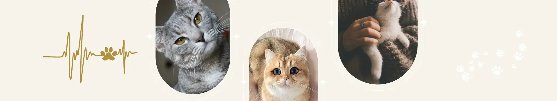Pour Chats Stérilisés
