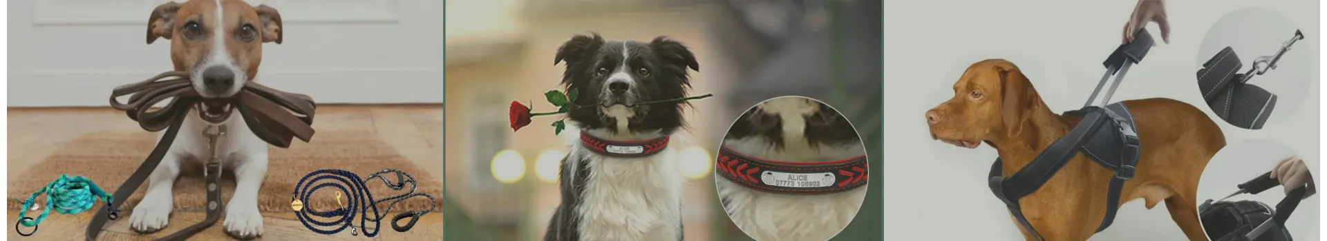 Laisses, colliers, harnais