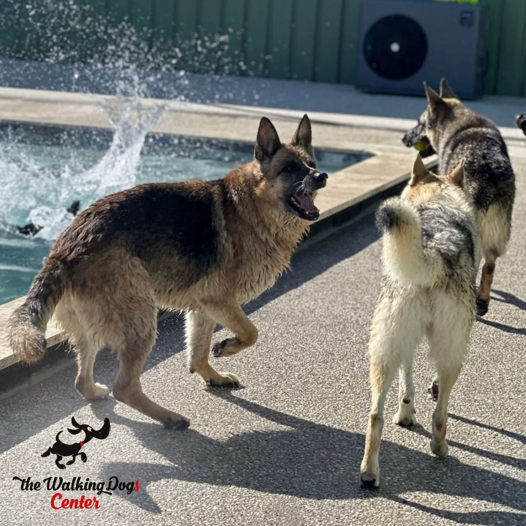 Comment s’occuper d’un chien âgé?